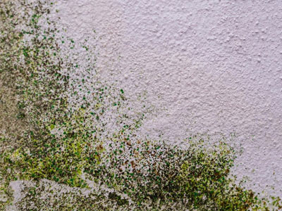 Grünschimmel bekämpfen Wien