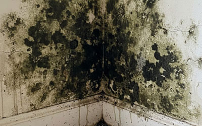 Schimmelsanierung Wien