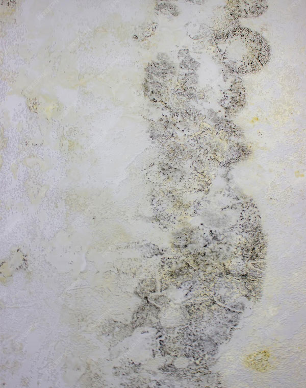 Professionelle Schimmelsanierung Wien