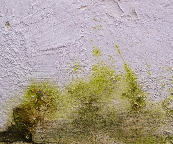 Ursachen für Schimmelbefall