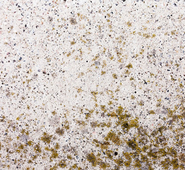 Gesundheitsrisiken durch Schimmel