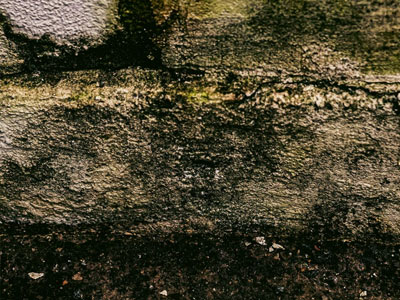 Schwarzschimmel entfernen Wien